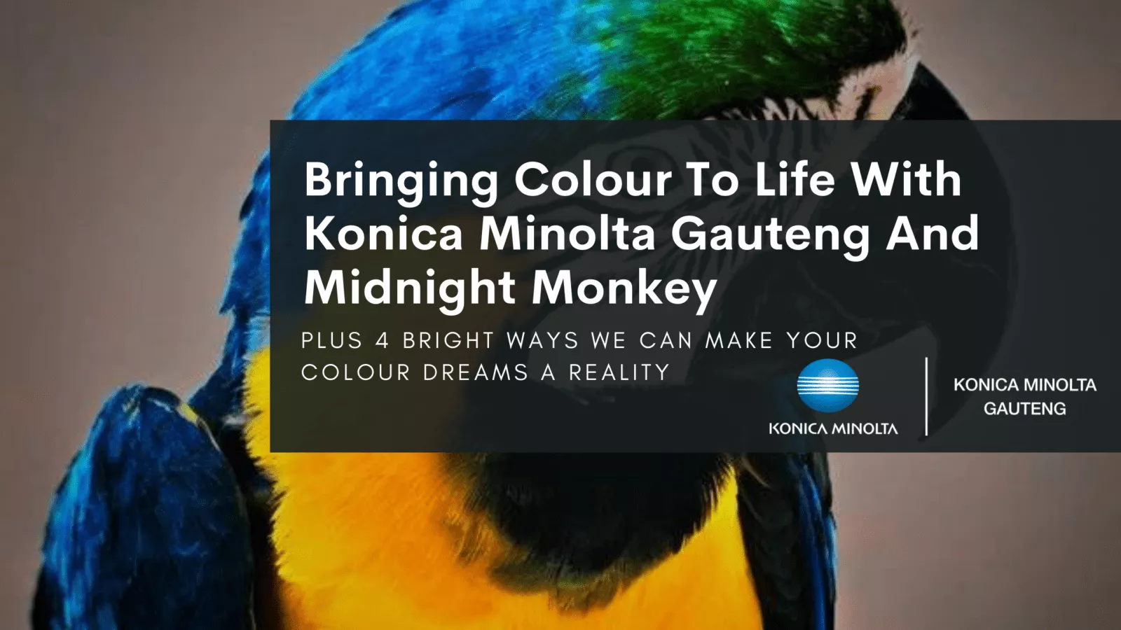 bringing colour to life with KMG and Midnight Monkey [konica minolta gauteng]